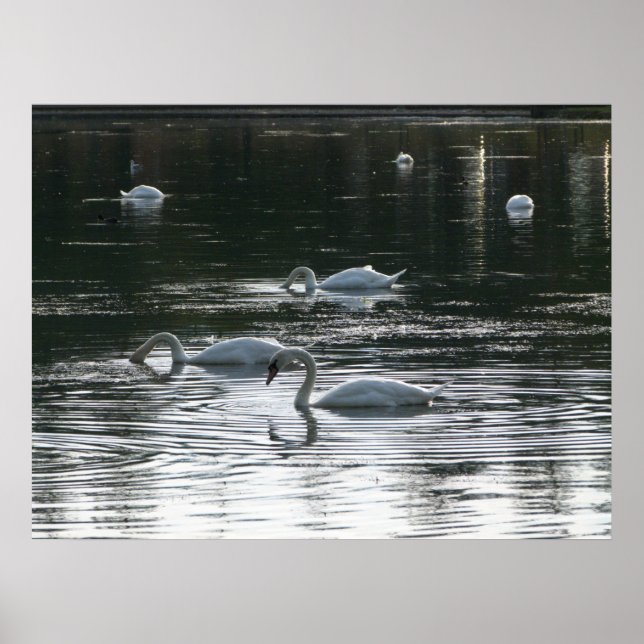 Swans Feeding, Roath Park Lake, Cardiff Poster (Front)