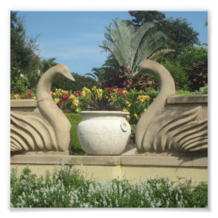 Swans Guarding Hollis Gardens on a  Photo Print