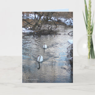 Swans II Card