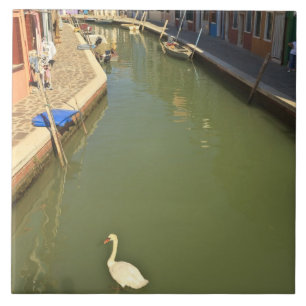 Swans in canal, Burano Island, Venice, Italy Tile