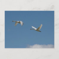 Swans in Flight