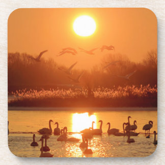 Swans in Lake at Sunset Coaster
