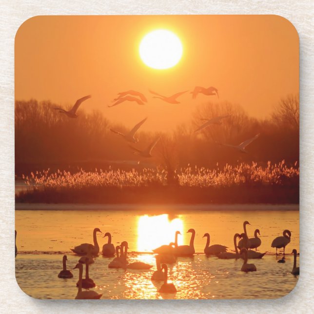 Swans in Lake at Sunset Coaster (Front)