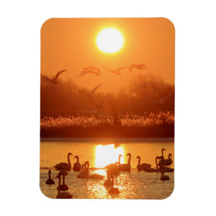 Swans in Lake at Sunset Magnet