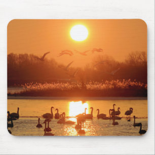 Swans in Lake at Sunset Mouse Mat