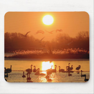 Swans in Lake at Sunset Mouse Mat