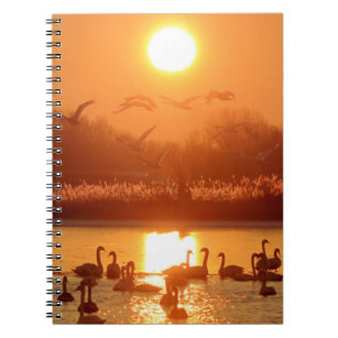 Swans in Lake at Sunset Notebook