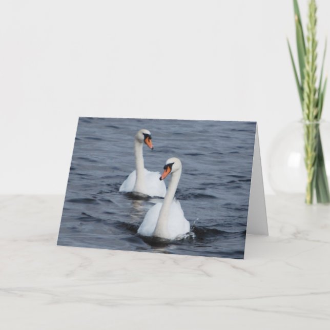 Swans In Love Holiday Card (Front)
