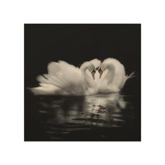 Swans in love picture wood wall decor Zazzle.co.uk