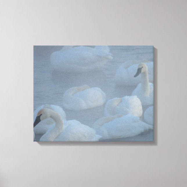 Swans In Morning Fog - Wildlife Photography Canvas Print (Front)