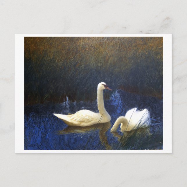 Swans in Reeds (1907) by Bruno Liljefors Postcard (Front)
