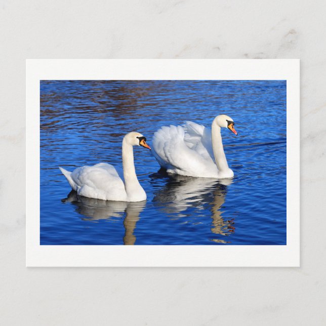 Swans in the blue lake water Nature Photo Postcard (Front)