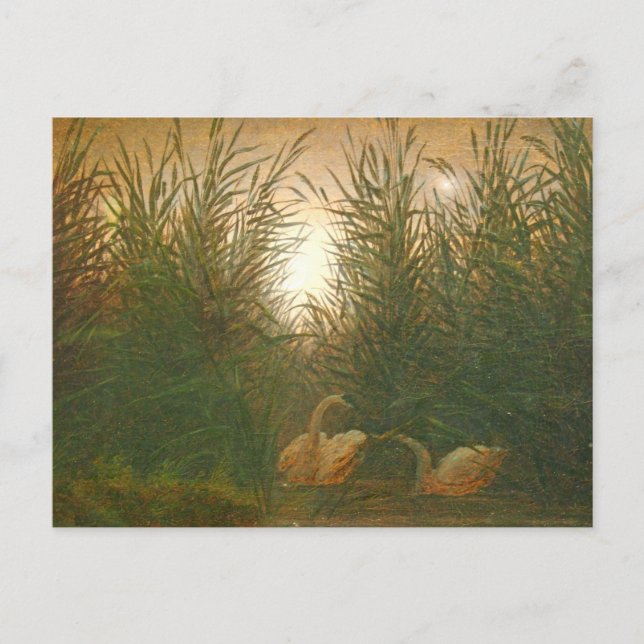 Swans in the Reeds by Caspar David Friedrich Postc Postcard (Front)