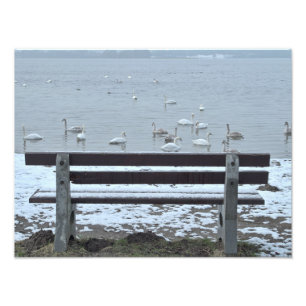 Swans, lake and a bench - photo print