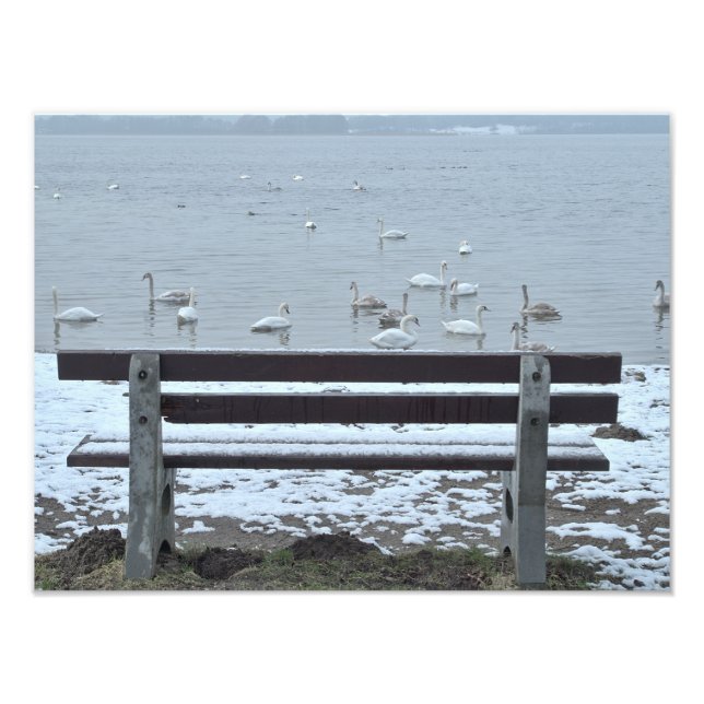 Swans, lake and a bench - photo print (Front)