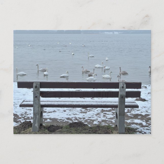 Swans, lake and a bench - postcard (Front)