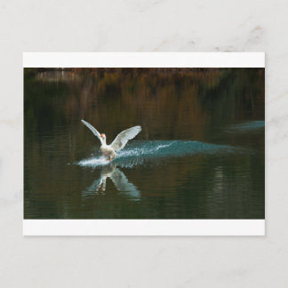 swan's lake postcard