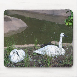 Swans Mouse Mat