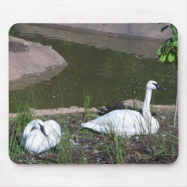 Swans Mouse Mat (Front)
