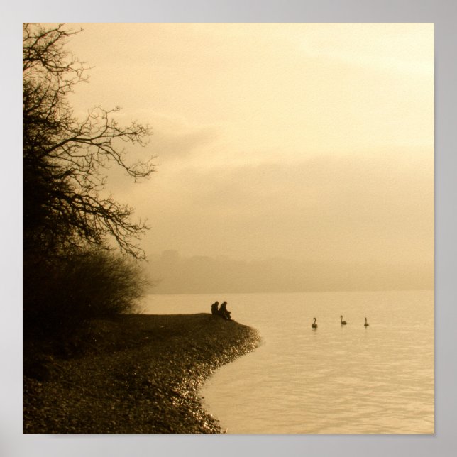 Swans on a Lake Poster (Front)