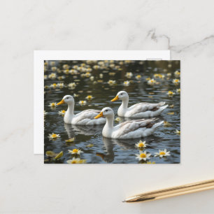Swans on a Reflective Lake Bird Lovers Postcard