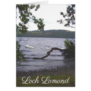 Swans on Loch Lomond