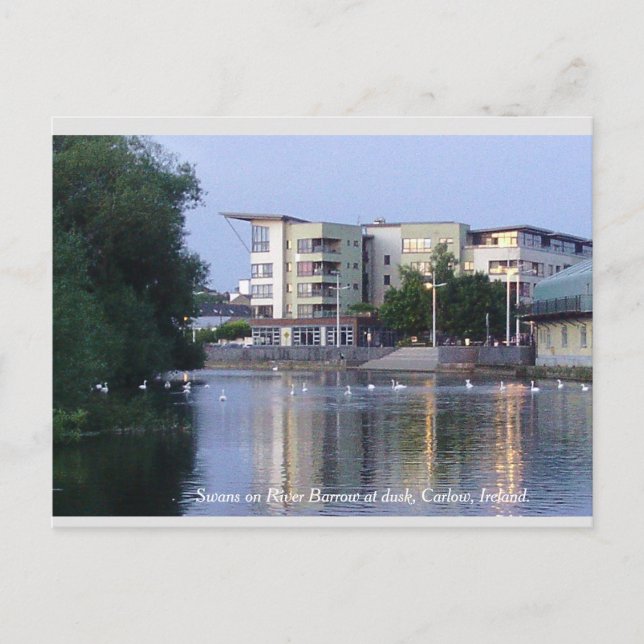 Swans on River Barrow, Carlow Town, Ireland Postcard (Front)