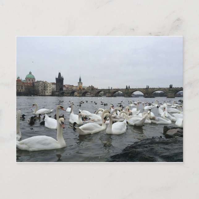 Swans on the banks of the Charles Bridge Postcard (Front)