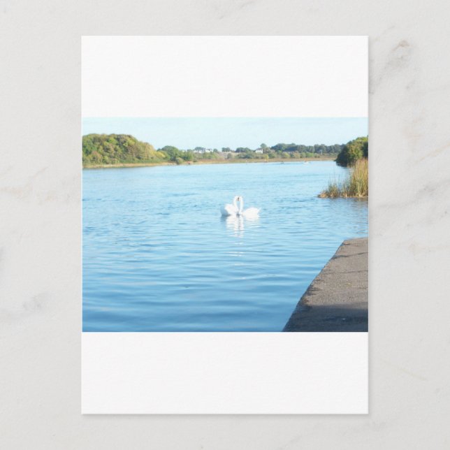 Swans on the River Corrib Postcard (Front)