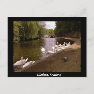 Swans on the River Thames at Windsor Postcard