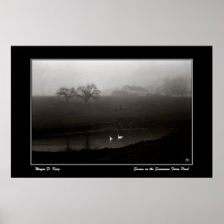 Swans on the Scamman Farm Pond Poster