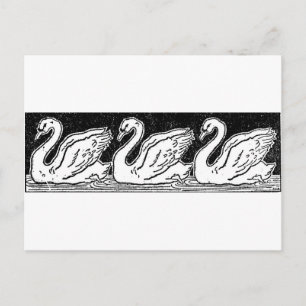 Swans Postcard