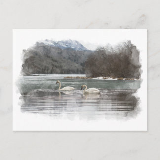 Swans Postcard