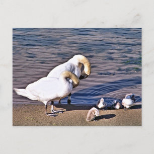 SWANS POSTCARD