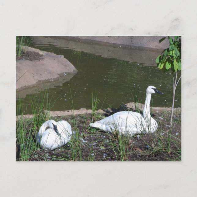 Swans Postcard (Front)