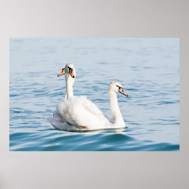 Swans Poster (Front)