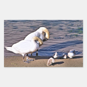 SWANS RECTANGULAR STICKER