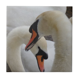 Swans Small (4.25" x 4.25") Ceramic Photo Tile