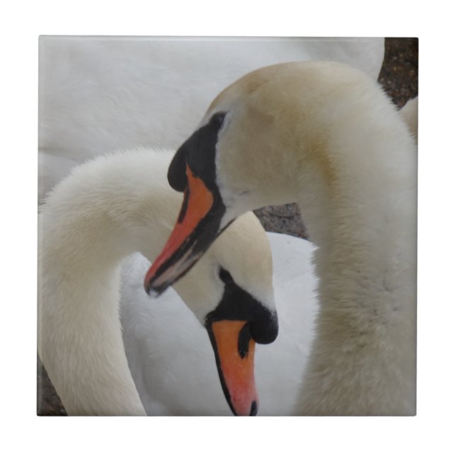 Swans Small (4.25" x 4.25") Ceramic Photo Tile (Front)