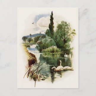 Swans Swimming on Pond Postcard