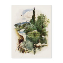 Swans Swimming on Pond