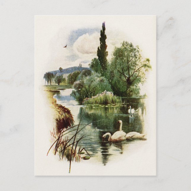 Swans Swimming on Pond Postcard (Front)