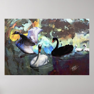 Swans Swimming Poster