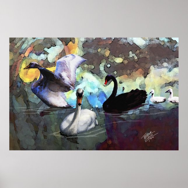 Swans Swimming Poster (Front)