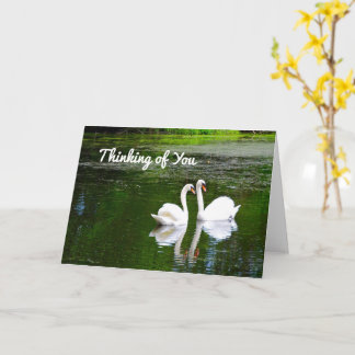 Swans Thinking of You Card