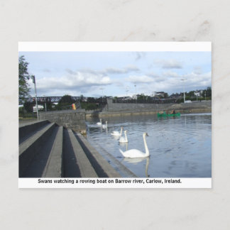 Swans watch a boat traverse Barrow river, Carlow Postcard