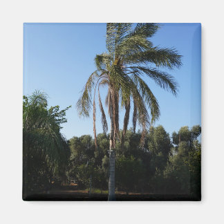 Swaying Palm Tree Under a Clear Sky Magnet