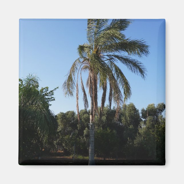Swaying Palm Tree Under a Clear Sky Magnet (Front)