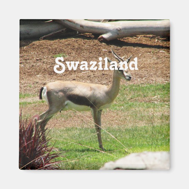 Swaziland Gazelle Magnet (Front)