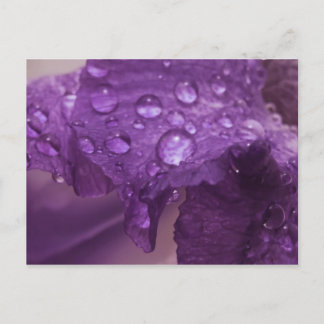 Sweaty Iris Postcard